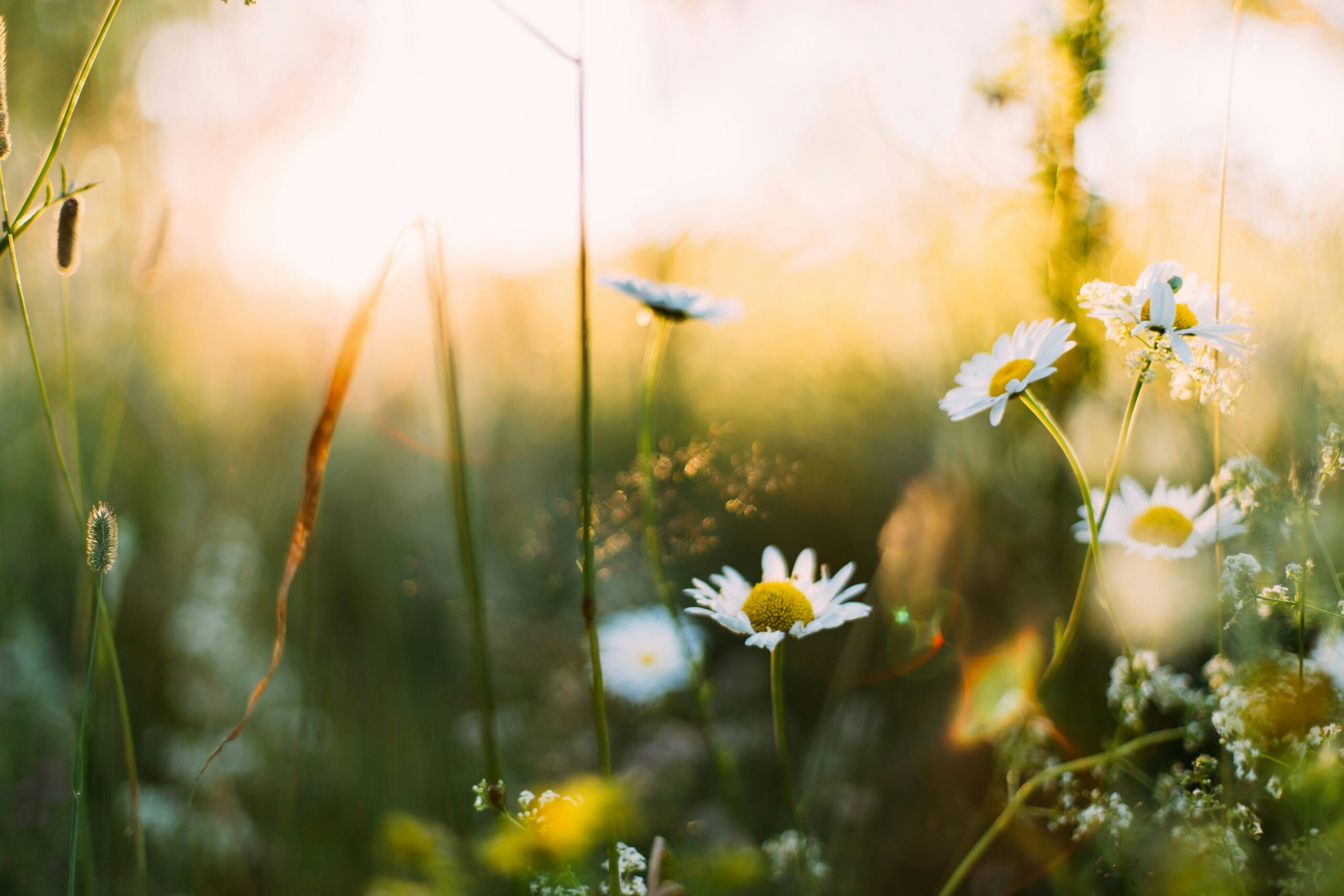 des jolies fleurs
